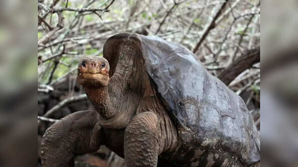 Lonesome George, the Pinta Island tortoise