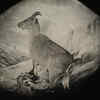 Celia, the Pyrenean ibex 