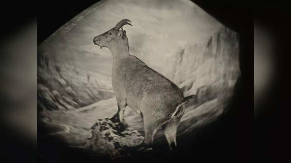 Celia, the Pyrenean ibex