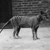 Benjamin, the thylacine 