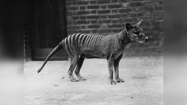 Benjamin, the thylacine