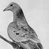 Martha, the passenger pigeon 