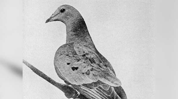 Martha, the passenger pigeon