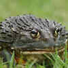 10 types of frogs found around the world