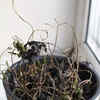 10 ways to prevent plants from drying and dying this summer | Times of India