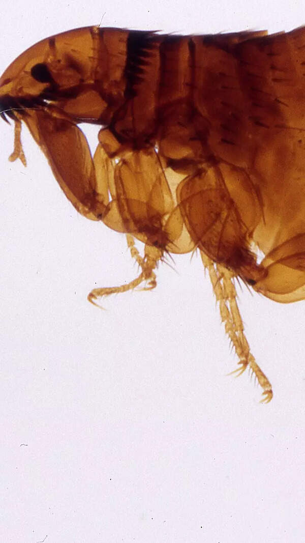 Flea Wallpapers
