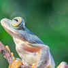 Article image for: <i class="tbold">frog</i>
