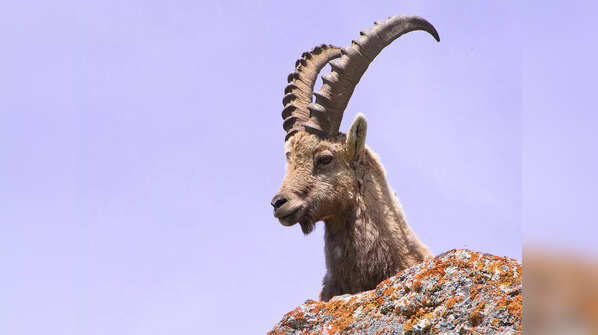 Have any animals been brought back from extinction?
