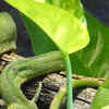 fertilizer for zz plant ZZ Plant, 8