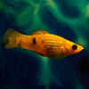 8 fishes that can live without oxygen and how