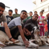 Amid hardship, Gazans uphold traditions with sacrifice