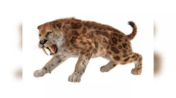 Sabre-toothed tigers