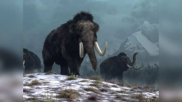 Mammoths