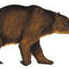 Diprotodon