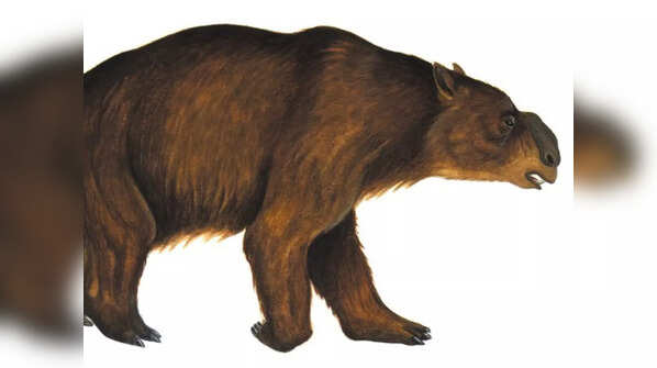 Diprotodon