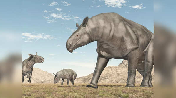 Paraceratherium
