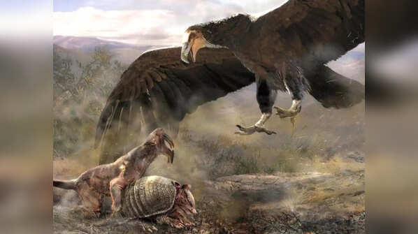 Argentavis