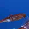 Article image for: <i class="tbold">giant</i> squid