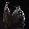 Article image for: Deep-sea Dragonfish