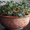 Keep Auspicious Plants