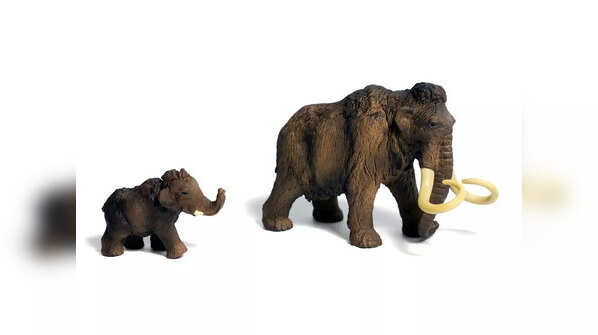 How did the Woolly Mammoth go extinct?