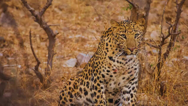 Rajasthan: riserve di leopardi che sono la destinazione da sogno di ogni amante della fauna selvatica Rajasthan: riserve di leopardi che sono la destinazione da sogno di ogni amante della fauna selvatica