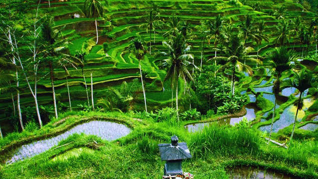Indonesia: Exploring the immersive and hyper-local experiences in Bali
