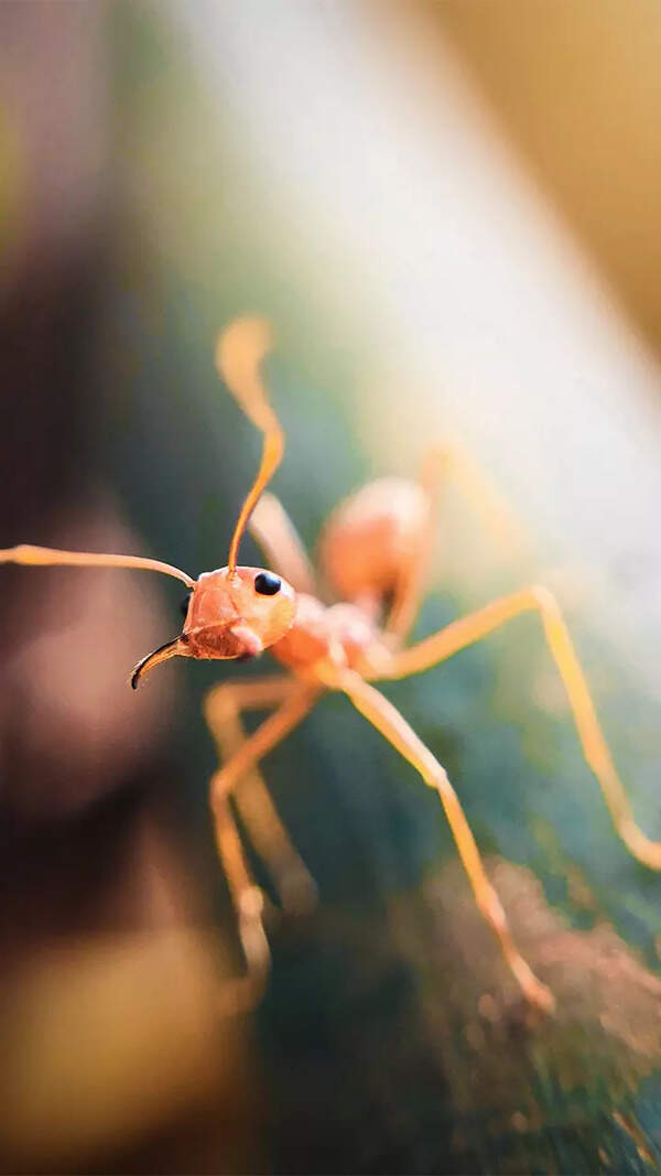 Ant Wallpapers