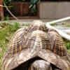 Article image for: <i class="tbold">tortoise</i>