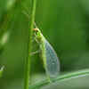 Green lacewings