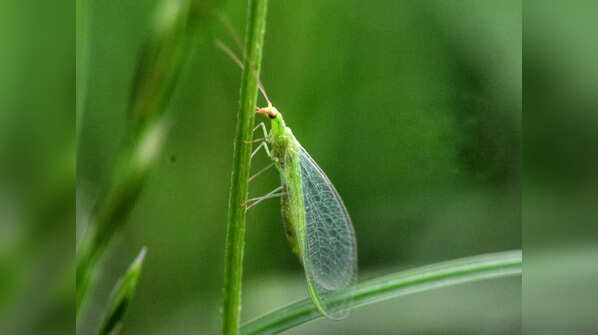 Green lacewings