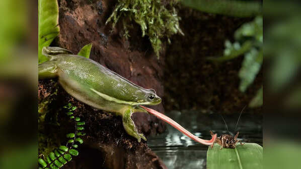 Frogs and toads