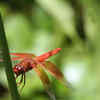 Dragonflies