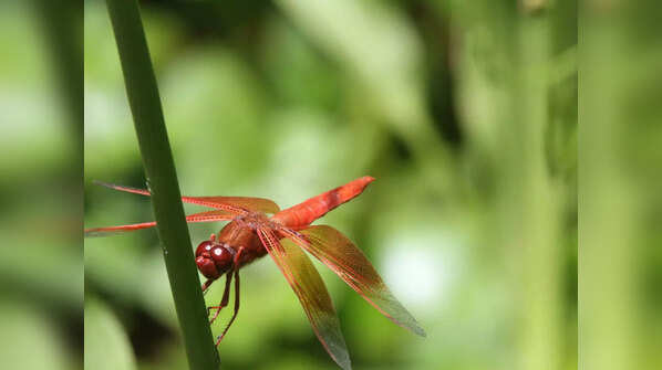 Dragonflies