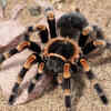 Spiders