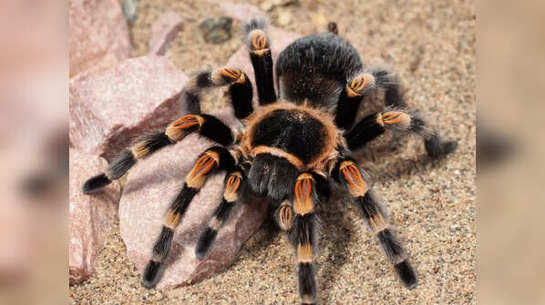 Spiders