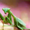 Praying mantises
