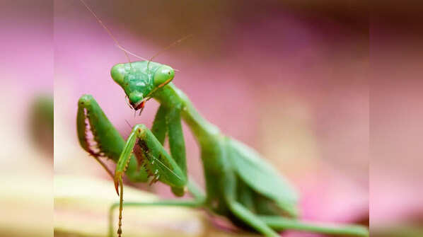 Praying mantises