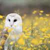 Owls