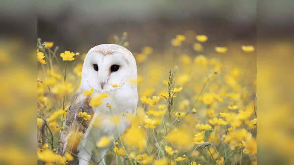 Owls