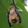 Bats