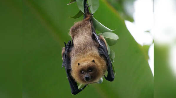 Bats