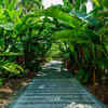 Banana Tree