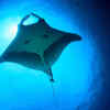 Giant manta ray