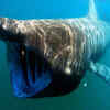 Basking shark