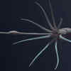 Giant squid