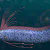 Giant oarfish
