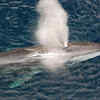Fin whale