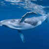 Blue whale