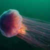 Lion’s Mane jellyfish